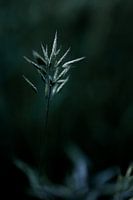 Tranquillité Obscurité