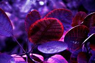 Blutende Herbstblätter in Violett - Pantone Violet EC von Silva Wischeropp Miniaturansicht
