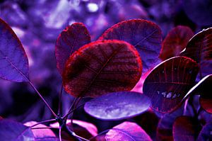 Feuilles d'automne saignantes en violet - Pantone Violet EC