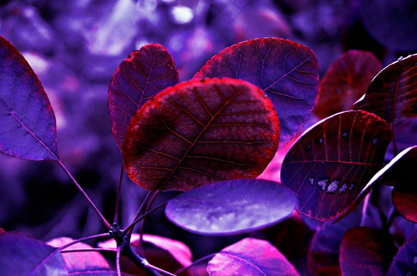 Blutende Herbstblätter in Violett - Pantone Violet EC von Silva Wischeropp