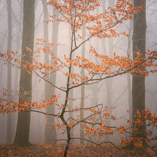 Last leaves by Tobias Luxberg