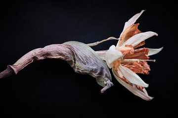dried double narcissus by Karel Ham