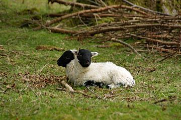 moutons à 2 têtes ( les apparences sont trompeuses sur wil spijker