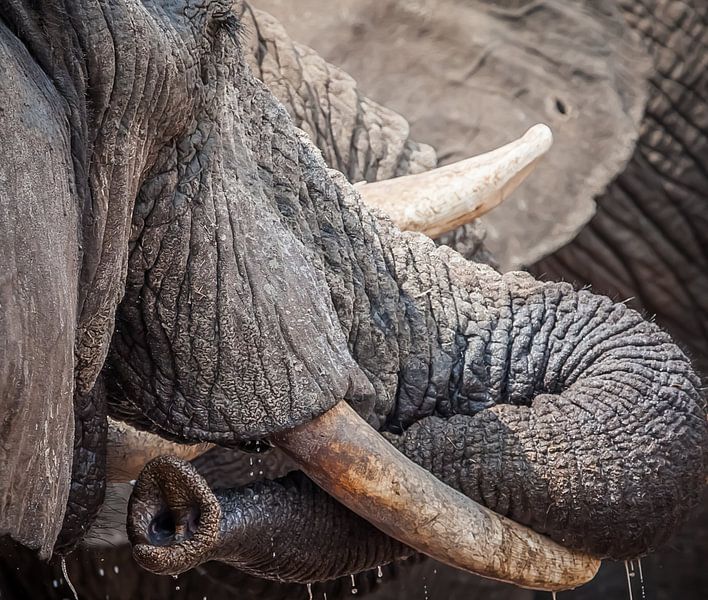 trompe d'éléphant en gros plan botswana par Ed Dorrestein