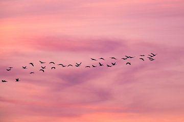 Kraanvogels vliegend in een zonsondergang tijdens de herfst van Sjoerd van der Wal Fotografie