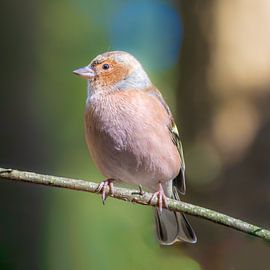 Common chaffinch by nederland_natuur