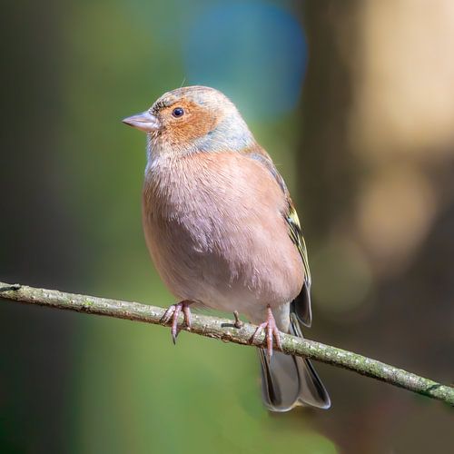 Common chaffinch by nederland_natuur