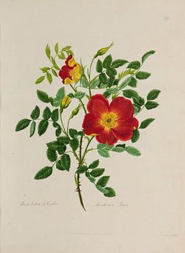 A collection of roses from nature, A. Lawrance by Teylers Museum
