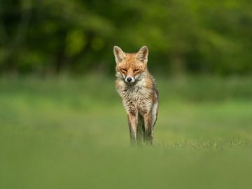 Vos sur Erik Veldkamp