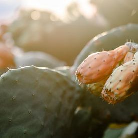 cactusvrucht - cactus met vijgen eraan van Joke Troost