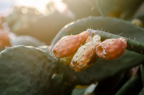 cactusvrucht - cactus met vijgen eraan
