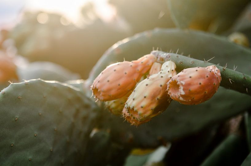 cactusvrucht - cactus met vijgen eraan van Joke Troost