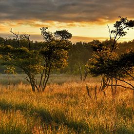 Afrikaans ogende zonsopkomst in het Bargerveen van Stefan Wiebing Photography