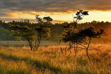 Afrikaans ogende zonsopkomst in het Bargerveen van Stefan Wiebing Photography