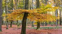 Bos in herfstkleuren van Hilda Weges thumbnail