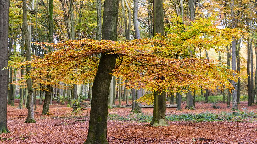 Arbres en couleurs d'automne par Hilda Weges