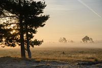 Sunrise in the dunes