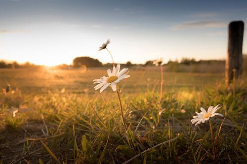 Blumen fangen die letzten Strahlen der Sonne ein