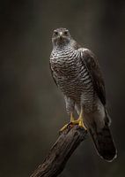 Roofvogel; Havik, starend op een oude boom
