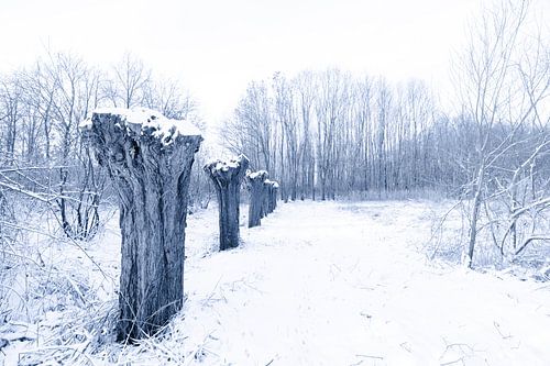 Geknotte wilgen in de sneeuw