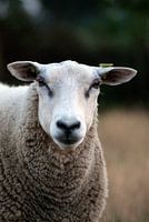 Schaap in weiland
