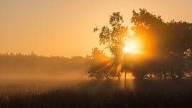 Strabrechtse Heide 252