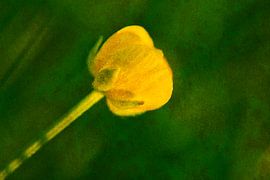 Buttercup 1: picturesque by Jaap Tanis