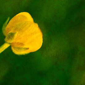Boterbloem 1 : pittoresque sur Jaap Tanis