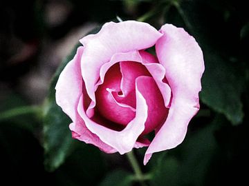 De kwetsbaarheid van het open  hart van de zachte roze roos van BJ Fleers