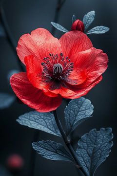 fleur d'anémone rouge sur haroulita