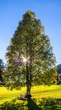 Sonnenstrahlen im Birkenbaum von Christa Kramer