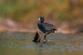 Coot on a lake by Mario Plechaty Photography