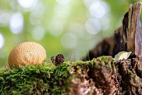 Ein Bovist auf einem Baumstumpf