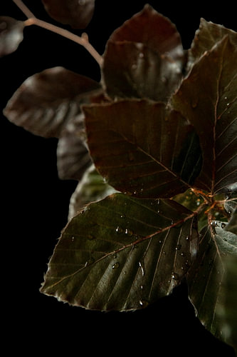 Ember Leaves