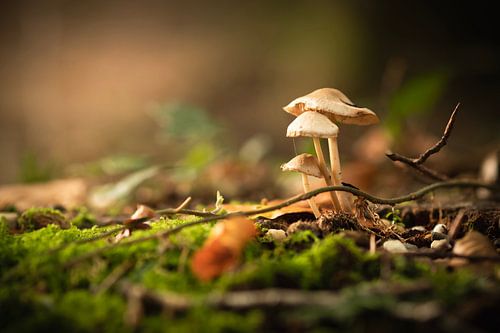 Drie paddenstoelen