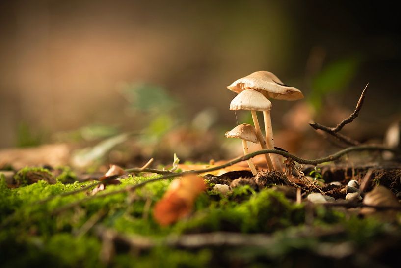 Trois champignons par Mariette Kranenburg