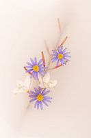 Paarse en witte bloemen aan takje op lichtbruine achtergrond