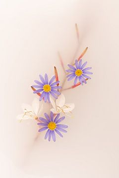 Paarse en witte bloemen aan takje op lichtbruine achtergrond van Cindy Mulder