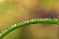 Dew drops in the early morning