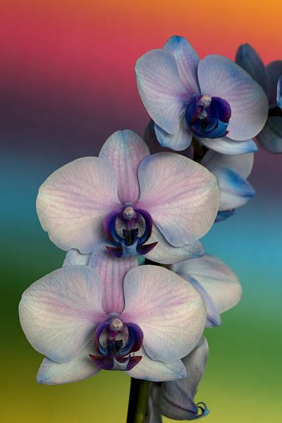 Nahaufnahme einer rosa Orchidee vor einem regenbogenfarbenen Hintergrund von W J Kok