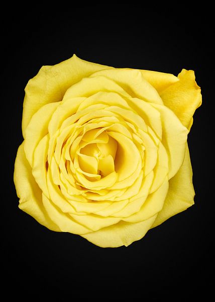 Yellow Rose by Ramon van Bedaf