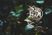 Style my Home series by Liberty Ragazza Biesma