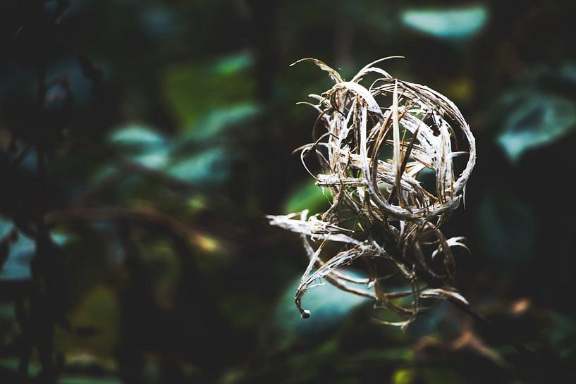 Style my Home series par Liberty Ragazza Biesma par Liberty Biesma