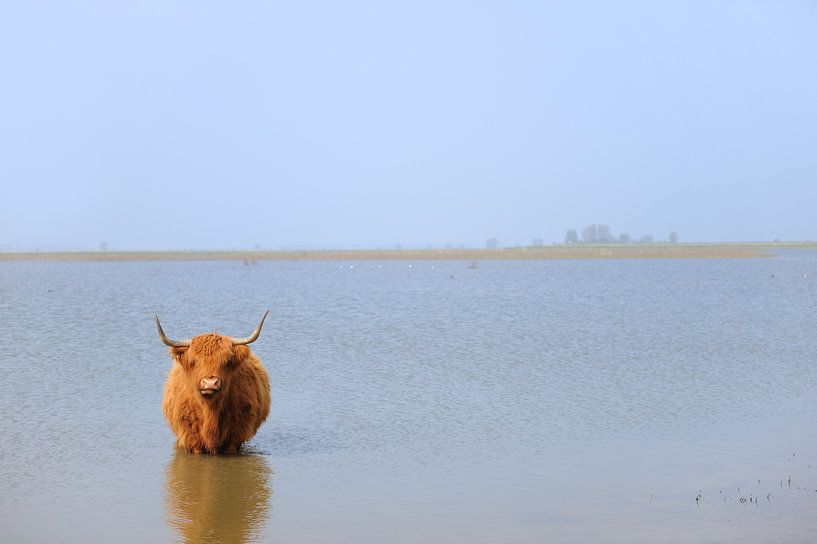 Highlander écossais près de Tiengemeten par Ivonne Wierink