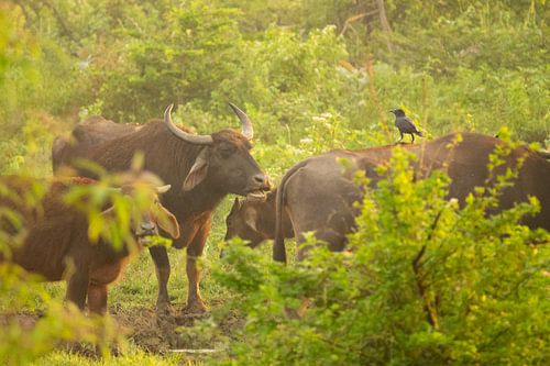 Buffalo