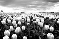 Tulpenveld, Nederlands landschap (zwart-wit)