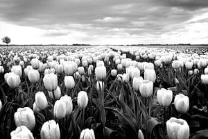 Champ de tulipes, paysage hollandais (noir et blanc) sur Rob Blok