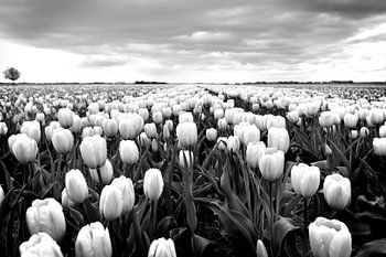 Tulip field, Dutch landscape (black and white)