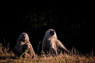 Baboons sunbathing by Simone Janssen