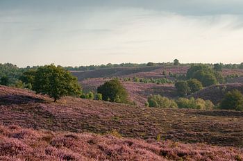 Heide Posbank